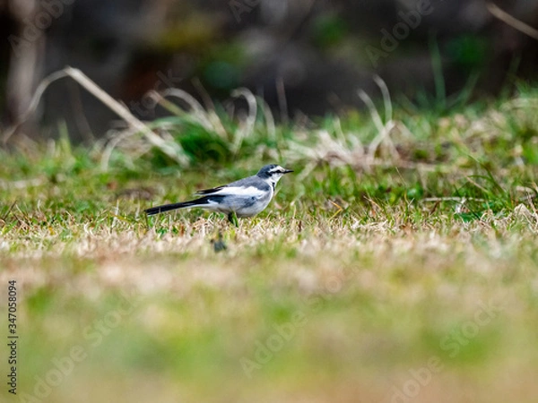 Fototapeta Japanese white wagtail walks through grass 5