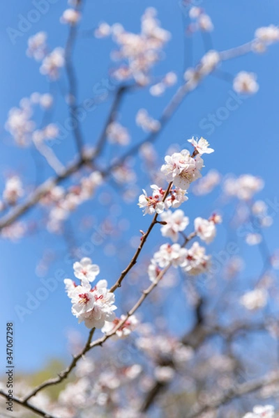 Fototapeta 北海道　札幌市で美しく咲く梅の花