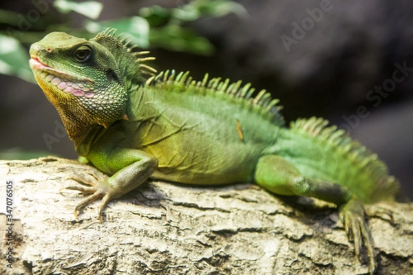 Fototapeta iguana on a branch