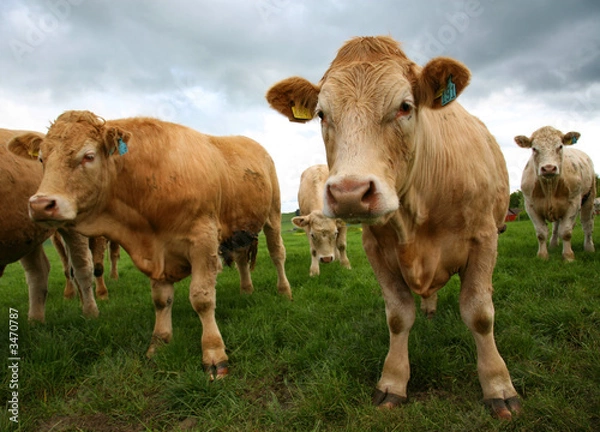 Fototapeta cattle 43