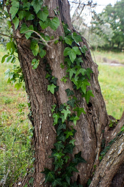 Fototapeta albero con edera