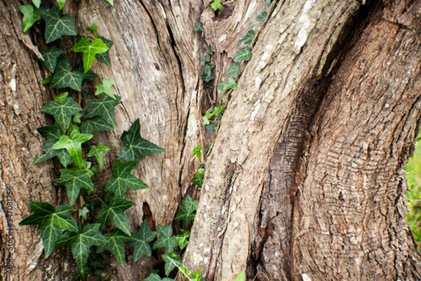 Obraz tronco con edera texture