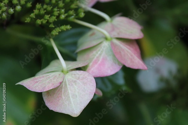 Obraz close up of pink flower