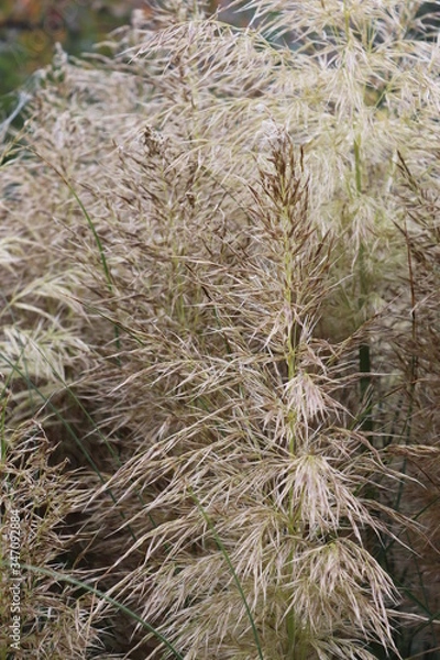 Obraz grass in the wind