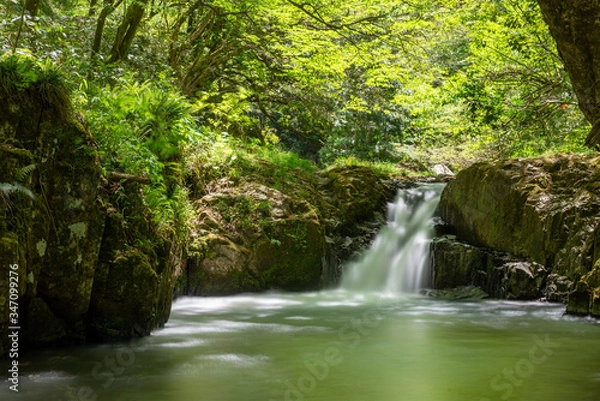 Fototapeta 春の渓流と滝