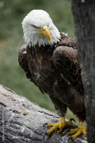 Fototapeta american bald eagle