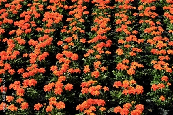 Obraz マリ―ゴ―ルド