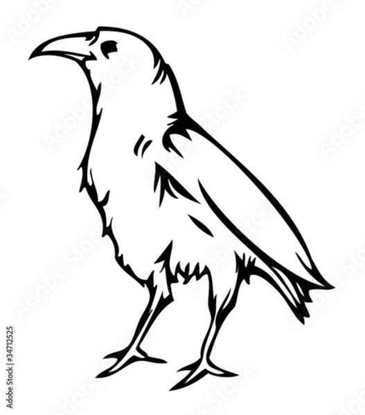 Obraz Crow raven, vector illustration
