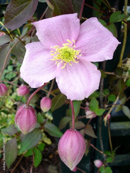 Obraz pink clematis
