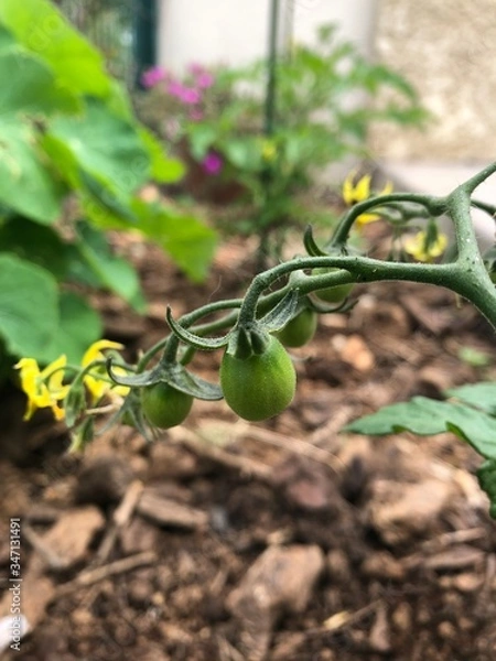 Obraz Plan de tomates