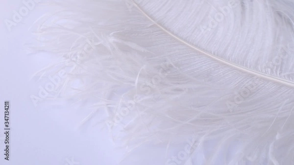 Fototapeta Light, delicate ostrich feather. White feather on a white