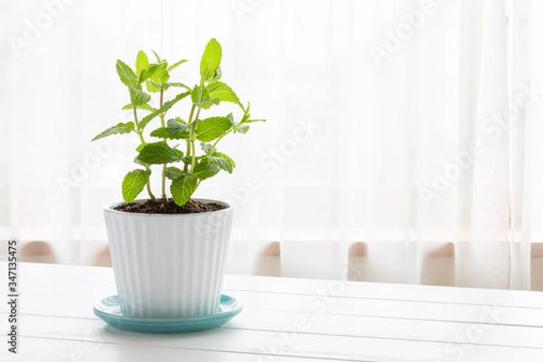 Obraz Potted spearmint - スペアミント
