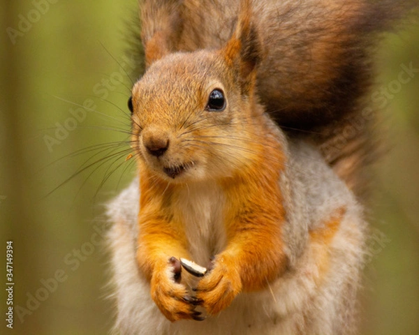 Fototapeta red squirrel is staring at you