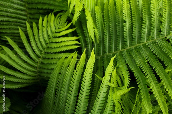 Obraz fern leaf in the forest