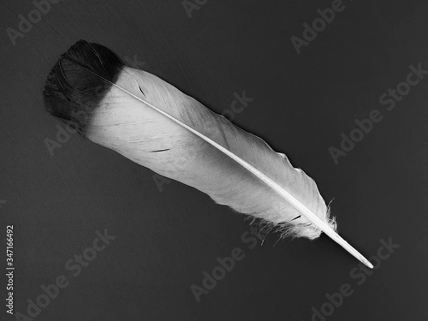Fototapeta Black- white feather of bird on texture black background
