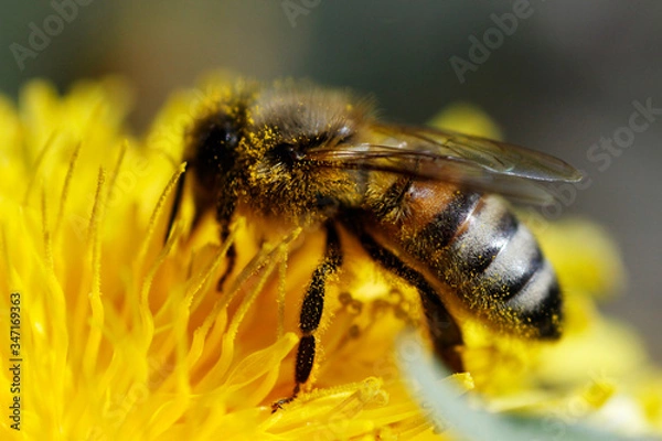Obraz bee on a flower