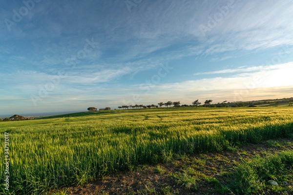 Fototapeta Isolate farmhouse in a green field at sunset