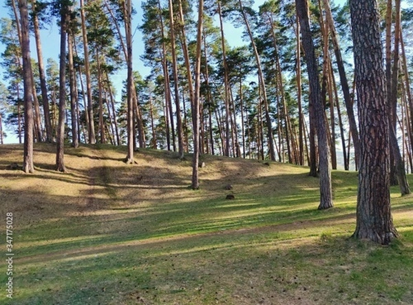 Fototapeta in a clearing among tall pines on a sunny day