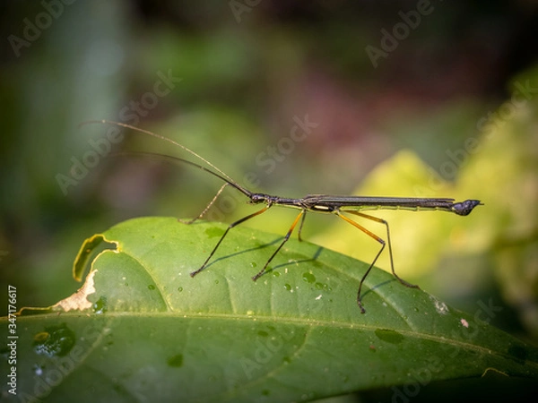 Fototapeta Bug sitting on a leaf