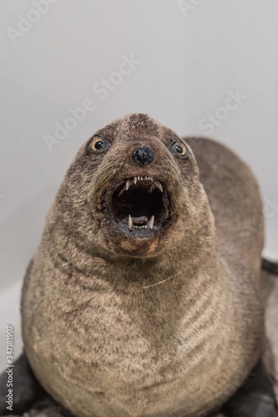 Fototapeta Creepy stuffed seal with sharp teeth
