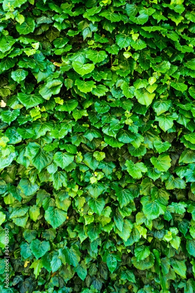 Obraz Ivy green background