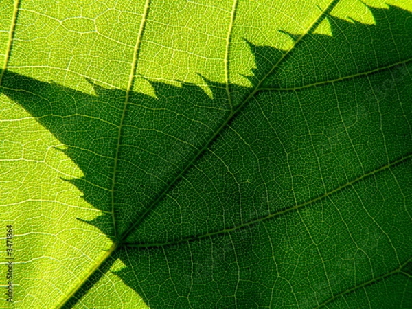 Obraz shadow of the leaf