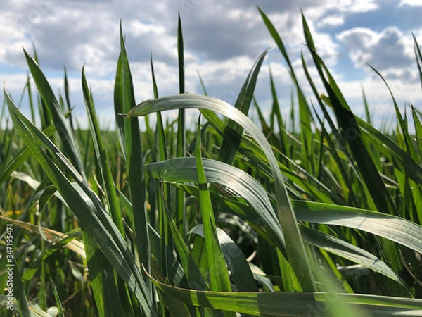Fototapeta Green field of wheat with beautiful clouds. Green background. Green Wheat