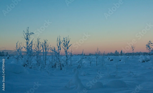 Obraz trees in winter