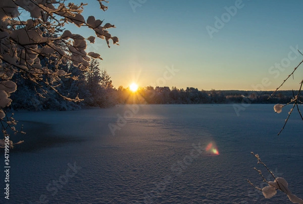Obraz trees in winter