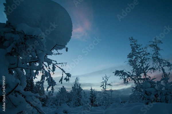 Obraz trees in winter
