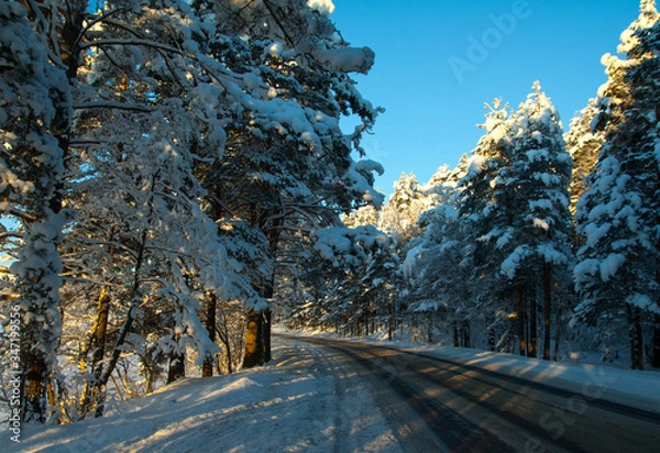 Obraz trees in winter