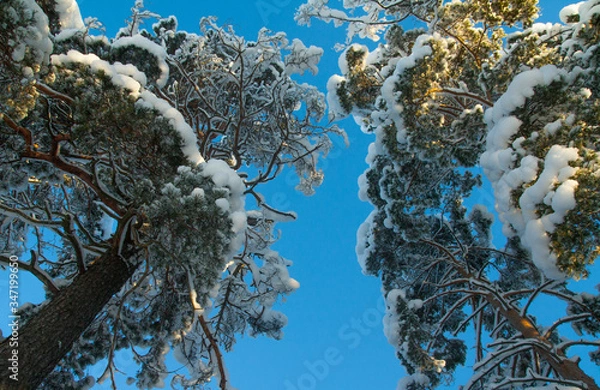 Obraz trees in winter
