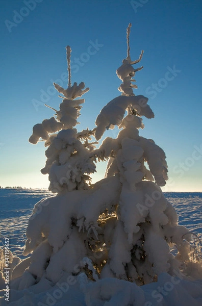 Obraz trees in winter