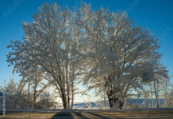 Obraz trees in winter
