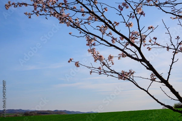 Fototapeta 北海道の夕暮れの空と桜