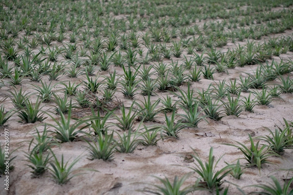 Fototapeta A small pineapple tree planted in rows. Use the amount of pineapple fruit to grow.