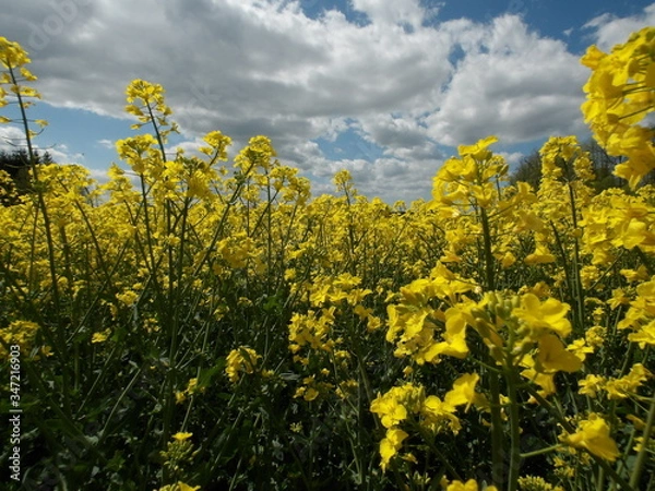 Obraz KODAK Digital Still Camera