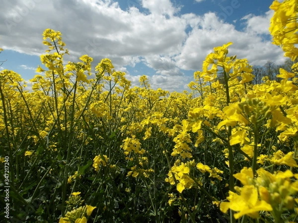 Obraz KODAK Digital Still Camera