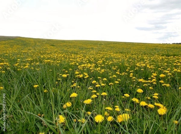 Fototapeta KODAK Digital Still Camera
