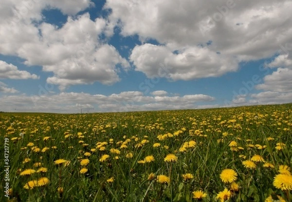 Obraz KODAK Digital Still Camera