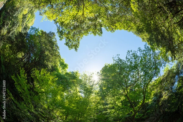 Fototapeta 新緑のの森