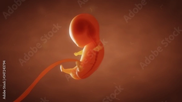 Fototapeta 3D illustration the formation of the fetus of the baby in the womb