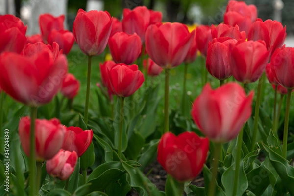 Fototapeta Red tulips bloomed in the spring.