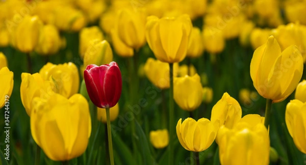 Fototapeta Yellow and red tulips bloomed in the spring.
