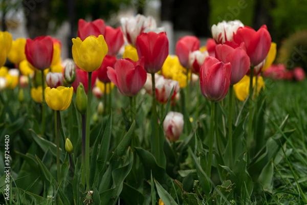 Fototapeta White, yellow, red, colorful tulips bloomed in spring.