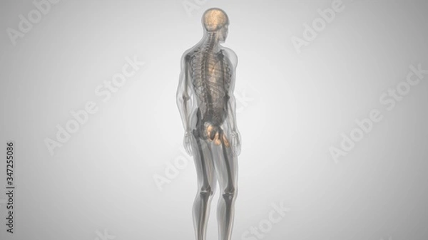 Fototapeta 3d illustration of a man with an illuminated penis. man's health