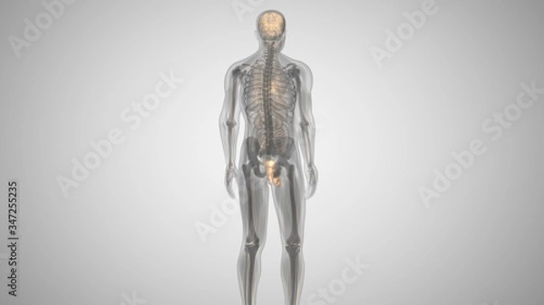 Fototapeta 3d illustration of a man with an illuminated penis. man's health