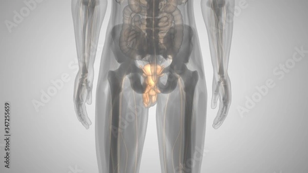 Fototapeta 3d illustration of a man with an illuminated penis. man's health