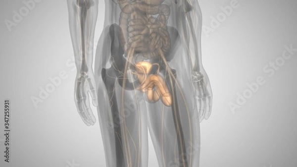 Fototapeta 3d illustration of a man with an illuminated penis. man's health