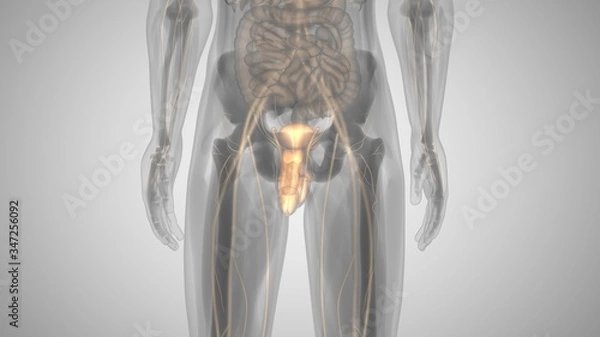 Fototapeta 3d illustration of a man with an illuminated penis. man's health